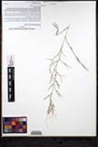 Muhlenbergia porteri image