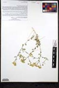 Amphipappus fremontii image