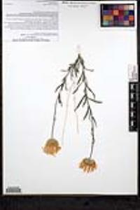 Xylorhiza tortifolia var. tortifolia image