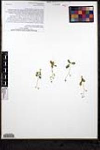 Draba cuneifolia image
