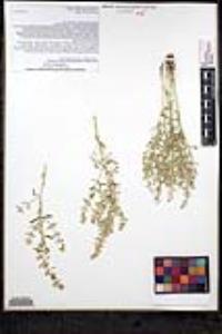 Scopulophila rixfordii image