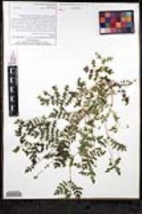 Eucrypta chrysanthemifolia image