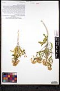 Eremothera boothii var. condensata image