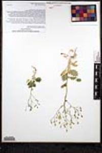 Aliciella latifolia image