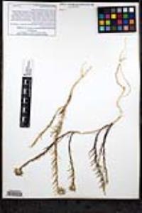 Eriastrum densifolium subsp. densifolium image