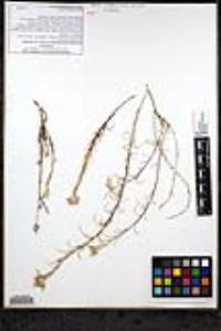 Eriastrum densifolium subsp. densifolium image