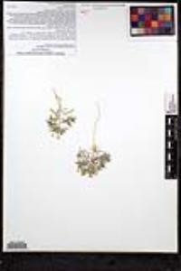 Loeseliastrum matthewsii image