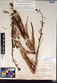 Caulanthus heterophyllus var. heterophyllus image