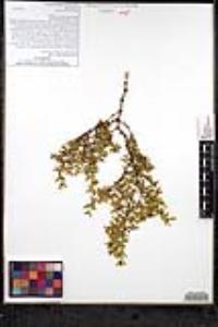 Larrea tridentata image