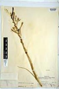 Hesperocallis undulata image