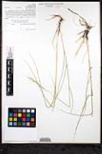 Elymus elymoides subsp. brevifolius image