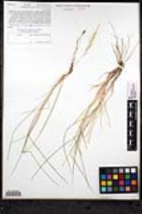 Elymus elymoides var. brevifolius image