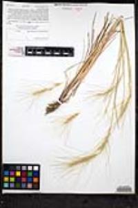 Elymus elymoides subsp. brevifolius image