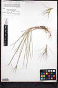 Elymus elymoides subsp. brevifolius image