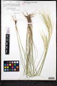 Elymus elymoides subsp. brevifolius image