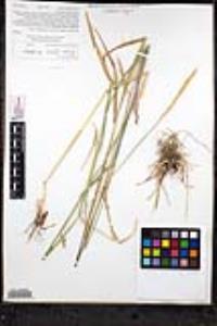 Elymus glaucus image