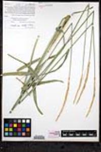 Elymus glaucus image