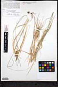 Elymus glaucus image