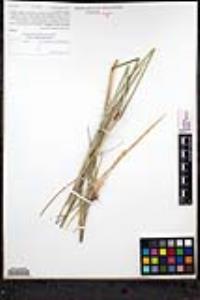 Elymus glaucus subsp. glaucus image