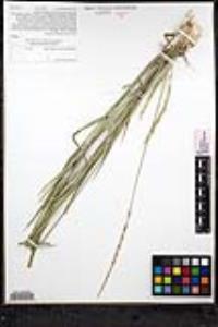 Elymus glaucus subsp. glaucus image