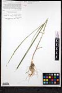 Elymus glaucus image