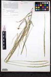 Elymus glaucus image