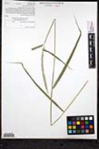 Elymus glaucus subsp. glaucus image