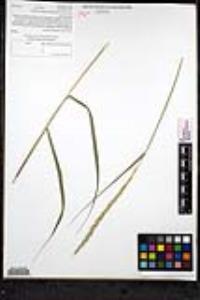 Elymus glaucus subsp. glaucus image