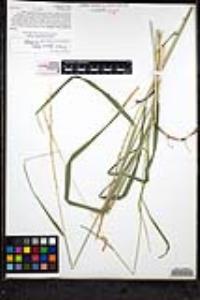 Elymus glaucus image