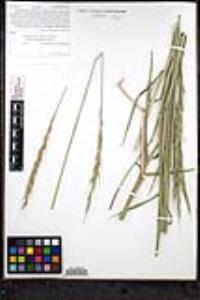 Elymus glaucus image