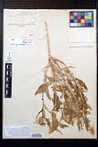 Oenothera deltoides image