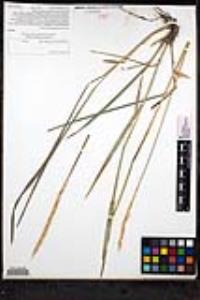 Elymus glaucus image