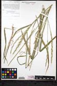 Elymus glaucus image