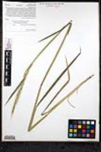 Elymus glaucus image