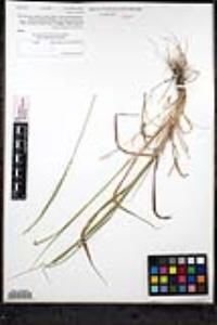 Elymus glaucus subsp. glaucus image