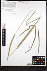 Elymus glaucus subsp. glaucus image