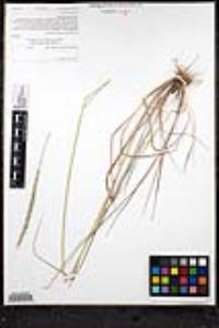 Elymus glaucus subsp. glaucus image