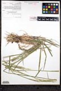 Elymus glaucus subsp. glaucus image