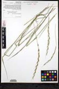 Elymus glaucus subsp. glaucus image