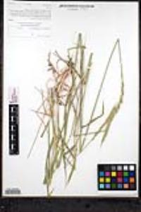 Elymus glaucus subsp. glaucus image