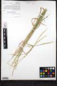 Elymus glaucus image