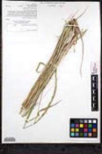 Elymus glaucus image