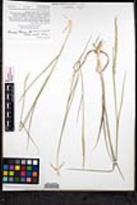 Elymus glaucus subsp. virescens image