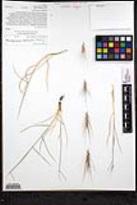 Elymus multisetus image