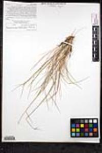 Elymus multisetus image