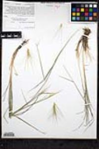 Elymus multisetus image