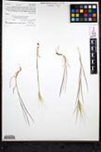 Elymus multisetus image