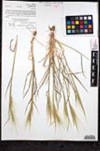 Elymus multisetus image