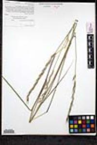 Elymus stebbinsii image