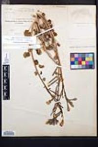 Chylismia arenaria image
